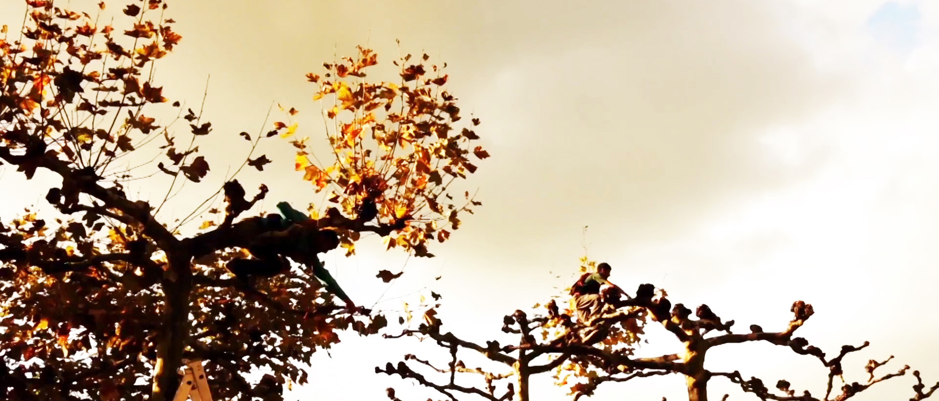 Jürgen Hille – Videostandbild – plane trees and ferris wheel – sw-Farbe 190 Sek. – 2017